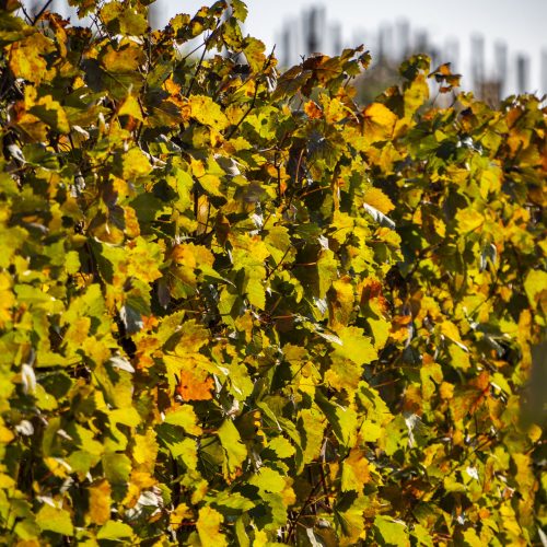 L’autunno, il foliage e la nebbia da Vietti