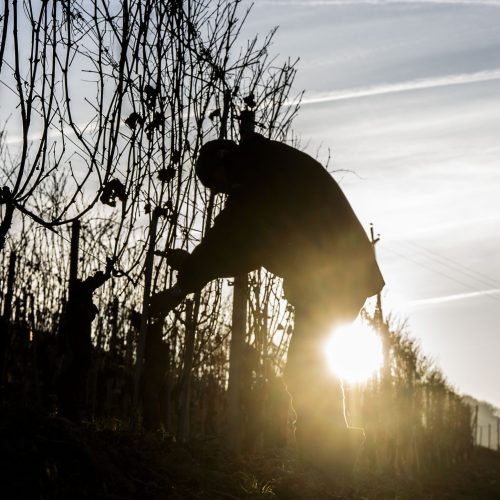 L’autunno, in Langa, accoglie. È tempo di Fiera e uva