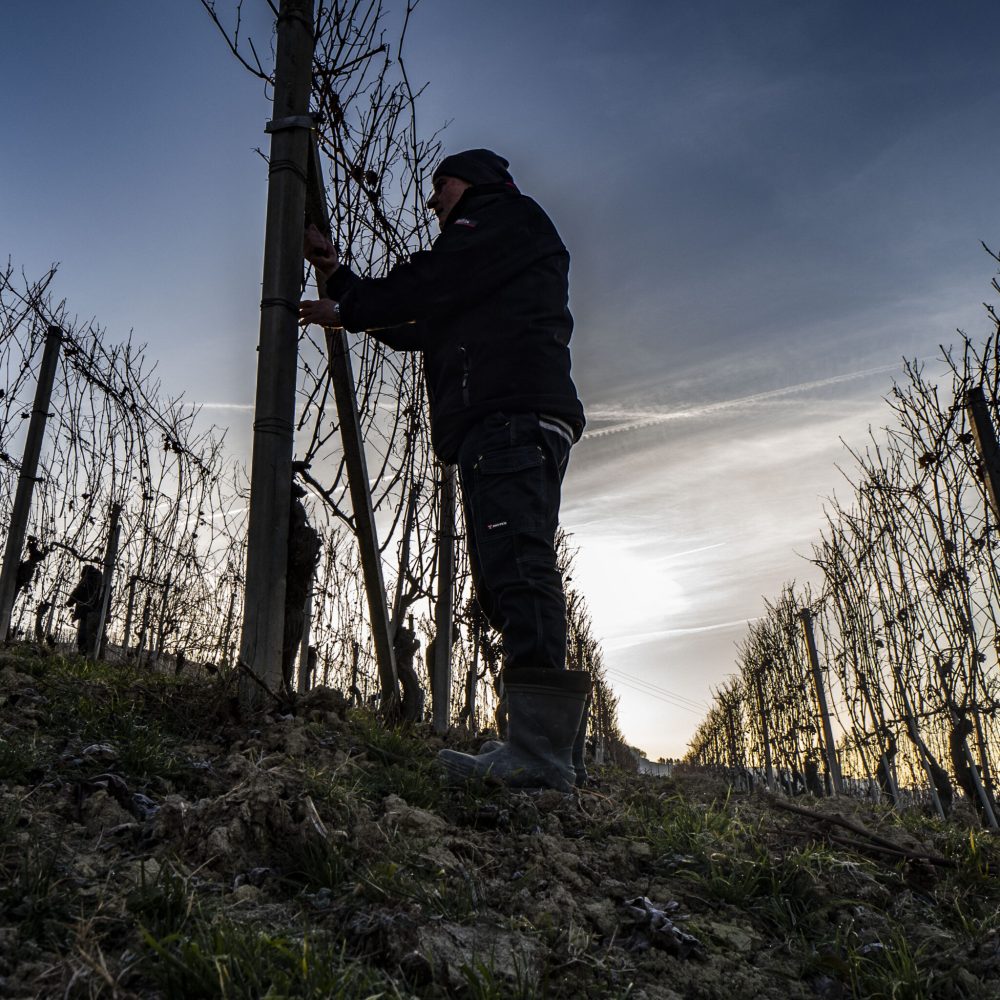 Pruning time